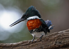 amazon kingfisher closeup.jpg amazon kingfisher closeup.jpg