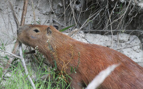 capybara climbing slope.jpg capybara climbing slope.jpg