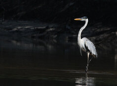 cocoi heron.jpg cocoi heron.jpg