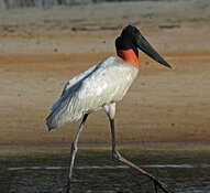 jabiru.jpg jabiru.jpg