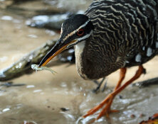 sun bittern with fish3.jpg sun bittern with fish3.jpg