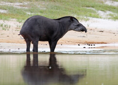 tapir standing in river.jpg tapir standing in river.jpg