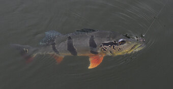 temensis in water.jpg temensis in water.jpg