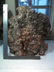 burl2 (1).webp