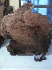 burl2 (2).webp