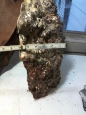 burl3.webp