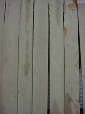 newflamebirch (2).webp