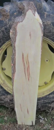 Spalted Flitch7b.webp