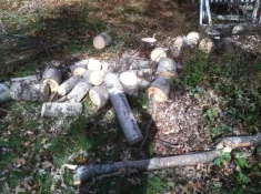 Birch2.webp