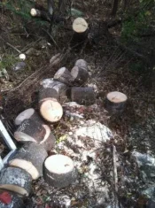 Birch3.webp