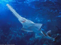 requin-scie.webp