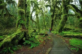 Hall-of-Mosses-Trail-Olympic-National-Park-Washington.webp