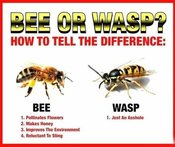 Bee or Wasp.jpg