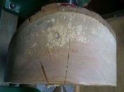birch1.jpg