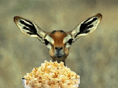 index.gif