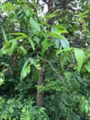 tree 2.jpg
