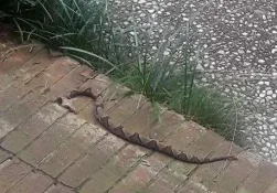 snake 022.webp