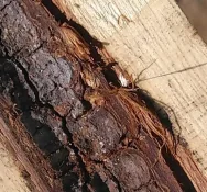 KIMG1488.webp