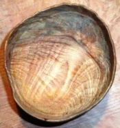 Madrone bowl.webp