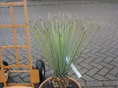 Healthy-trimmed-Yucca-Rigida-or-Mexican-Blue-Yucca-_1.webp