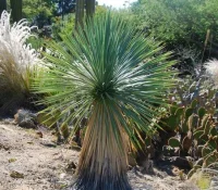 yucca-rostrata__25340.1515459339.451.395.webp