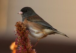 dark eyed junco eating seeds from potted plant outside shot2.jpg