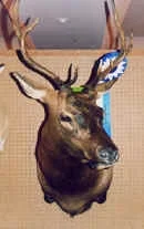 buras_elk.webp