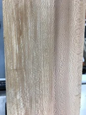 Sycamore 4.webp
