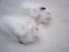 snow tracks feb 21.webp