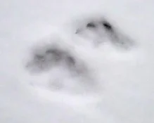 snow tracks feb 21 b.webp