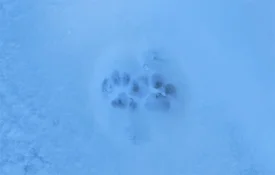 bobcat trot copy.webp