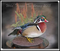 Woodie Final Framed.webp