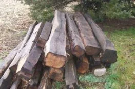 chestnut6.webp