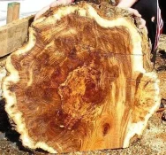 wood 018.webp