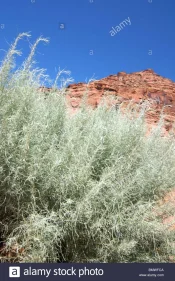 desert-sage-and-red-sandstone-peak-below-blue-sky-BMWFCA.webp