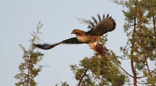 red tailed hawk taking off with something in talons.webp