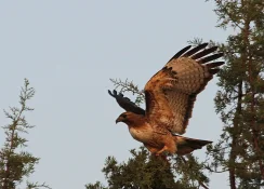 red tailed hawk wings out.webp