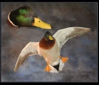 2019 Miller mallard head cupped.webp
