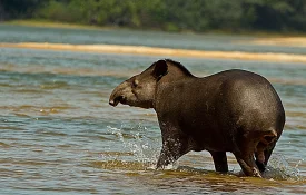 tapir2.webp