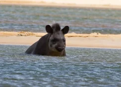 tapir3.webp