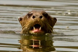 giant river otter head.webp