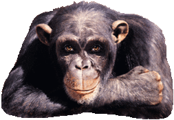 winking monkey.gif