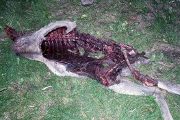 carcass body cavity.jpg
