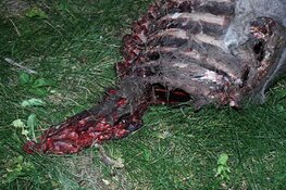 carcass neck view.jpg