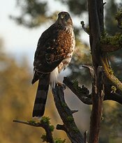 sharp shinned hawk in juniper looking at camera 2019.jpg