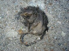 deadmouse.jpg