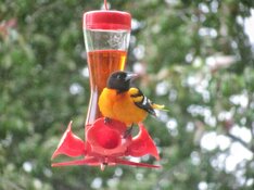 oriole.jpg