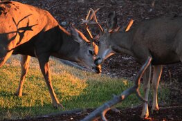 buck wrestling.jpg