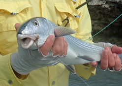 bonefish closeup.jpg