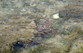 lobster.jpg